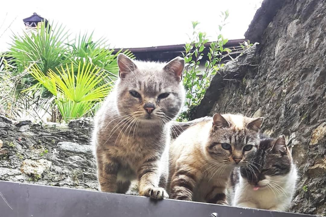 Apartamento House Of Cats Domaso Exterior foto